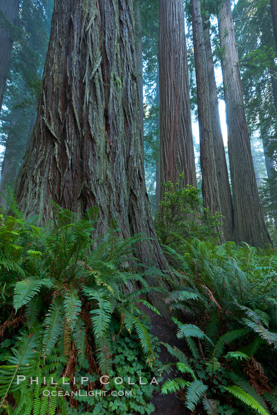 Giant redwood, Lady Bird Johnson Grove, Redwood National Park.  The coastal redwood, or simply 'redwood', is the tallest tree on Earth, reaching a height of 379' and living 3500 years or more.  It is native to coastal California and the southwestern corner of Oregon within the United States, but most concentrated in Redwood National and State Parks in Northern California, found close to the coast where moisture and soil conditions can support its unique size and growth requirements. USA, Sequoia sempervirens, natural history stock photograph, photo id 25806