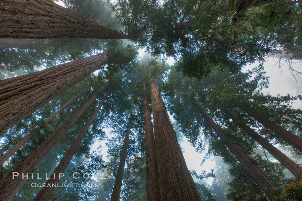 Giant redwood, Lady Bird Johnson Grove, Redwood National Park.  The coastal redwood, or simply 'redwood', is the tallest tree on Earth, reaching a height of 379' and living 3500 years or more.  It is native to coastal California and the southwestern corner of Oregon within the United States, but most concentrated in Redwood National and State Parks in Northern California, found close to the coast where moisture and soil conditions can support its unique size and growth requirements. USA, Sequoia sempervirens, natural history stock photograph, photo id 25800