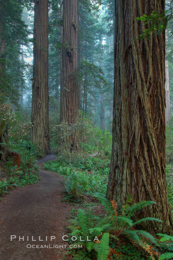 Shaded path through a forest of giant redwood trees, Lady Bird Johnson Grove, Redwood National Park.  The coastal redwood, or simply 'redwood', is the tallest tree on Earth, reaching a height of 379' and living 3500 years or more.  It is native to coastal California and the southwestern corner of Oregon within the United States, but most concentrated in Redwood National and State Parks in Northern California, found close to the coast where moisture and soil conditions can support its unique size and growth requirements. USA, Sequoia sempervirens, natural history stock photograph, photo id 25804