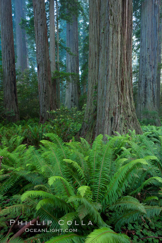 Giant redwood, Lady Bird Johnson Grove, Redwood National Park.  The coastal redwood, or simply 'redwood', is the tallest tree on Earth, reaching a height of 379' and living 3500 years or more.  It is native to coastal California and the southwestern corner of Oregon within the United States, but most concentrated in Redwood National and State Parks in Northern California, found close to the coast where moisture and soil conditions can support its unique size and growth requirements. USA, Sequoia sempervirens, natural history stock photograph, photo id 25799