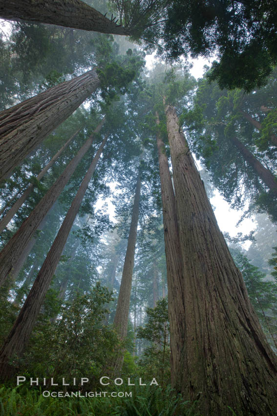 Giant redwood, Lady Bird Johnson Grove, Redwood National Park.  The coastal redwood, or simply 'redwood', is the tallest tree on Earth, reaching a height of 379' and living 3500 years or more.  It is native to coastal California and the southwestern corner of Oregon within the United States, but most concentrated in Redwood National and State Parks in Northern California, found close to the coast where moisture and soil conditions can support its unique size and growth requirements. USA, Sequoia sempervirens, natural history stock photograph, photo id 25805