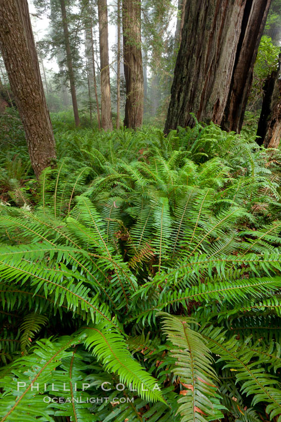 Giant redwood, Lady Bird Johnson Grove, Redwood National Park.  The coastal redwood, or simply 'redwood', is the tallest tree on Earth, reaching a height of 379' and living 3500 years or more.  It is native to coastal California and the southwestern corner of Oregon within the United States, but most concentrated in Redwood National and State Parks in Northern California, found close to the coast where moisture and soil conditions can support its unique size and growth requirements. USA, Sequoia sempervirens, natural history stock photograph, photo id 25838