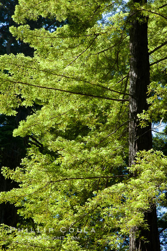 Giant redwood, Lady Bird Johnson Grove, Redwood National Park.  The coastal redwood, or simply 'redwood', is the tallest tree on Earth, reaching a height of 379' and living 3500 years or more.  It is native to coastal California and the southwestern corner of Oregon within the United States, but most concentrated in Redwood National and State Parks in Northern California, found close to the coast where moisture and soil conditions can support its unique size and growth requirements. USA, Sequoia sempervirens, natural history stock photograph, photo id 25842