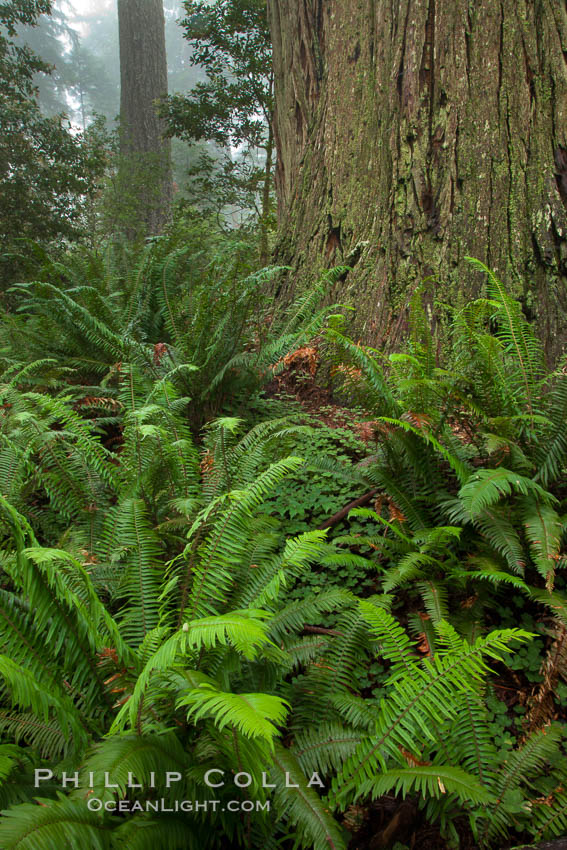 Giant redwood, Lady Bird Johnson Grove, Redwood National Park.  The coastal redwood, or simply 'redwood', is the tallest tree on Earth, reaching a height of 379' and living 3500 years or more.  It is native to coastal California and the southwestern corner of Oregon within the United States, but most concentrated in Redwood National and State Parks in Northern California, found close to the coast where moisture and soil conditions can support its unique size and growth requirements. USA, Sequoia sempervirens, natural history stock photograph, photo id 25846