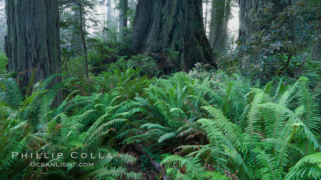 Ferns grow below coastal redwood and Douglas Fir trees, Lady Bird Johnson Grove, Redwood National Park.  The coastal redwood, or simply 'redwood', is the tallest tree on Earth, reaching a height of 379' and living 3500 years or more.  It is native to coastal California and the southwestern corner of Oregon within the United States, but most concentrated in Redwood National and State Parks in Northern California, found close to the coast where moisture and soil conditions can support its unique size and growth requirements. USA, Sequoia sempervirens, natural history stock photograph, photo id 25840