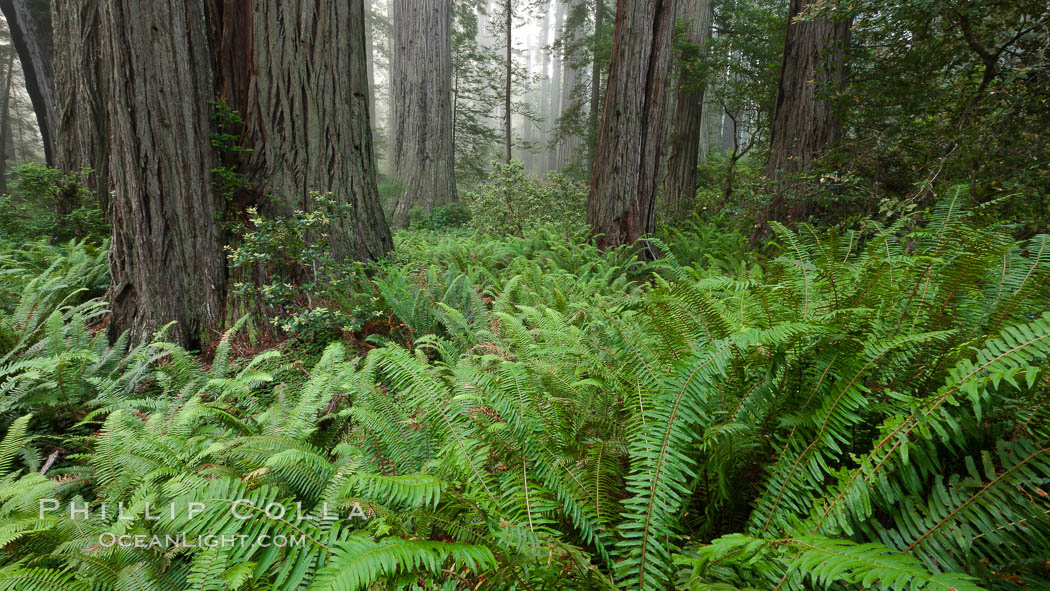 Giant redwood, Lady Bird Johnson Grove, Redwood National Park.  The coastal redwood, or simply 'redwood', is the tallest tree on Earth, reaching a height of 379' and living 3500 years or more.  It is native to coastal California and the southwestern corner of Oregon within the United States, but most concentrated in Redwood National and State Parks in Northern California, found close to the coast where moisture and soil conditions can support its unique size and growth requirements. USA, Sequoia sempervirens, natural history stock photograph, photo id 25844