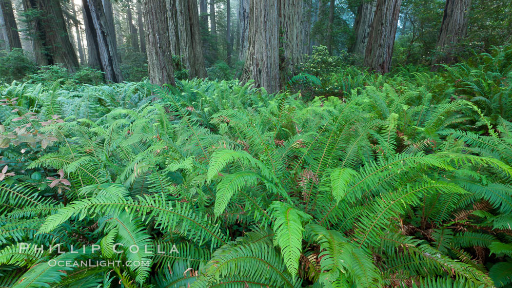Ferns grow below coastal redwood and Douglas Fir trees, Lady Bird Johnson Grove, Redwood National Park.  The coastal redwood, or simply 'redwood', is the tallest tree on Earth, reaching a height of 379' and living 3500 years or more.  It is native to coastal California and the southwestern corner of Oregon within the United States, but most concentrated in Redwood National and State Parks in Northern California, found close to the coast where moisture and soil conditions can support its unique size and growth requirements. USA, Sequoia sempervirens, natural history stock photograph, photo id 25848