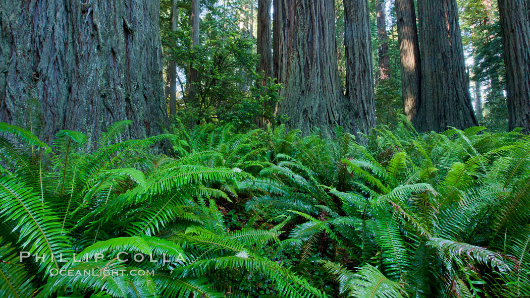 Ferns grow below coastal redwood and Douglas Fir trees, Lady Bird Johnson Grove, Redwood National Park.  The coastal redwood, or simply 'redwood', is the tallest tree on Earth, reaching a height of 379' and living 3500 years or more.  It is native to coastal California and the southwestern corner of Oregon within the United States, but most concentrated in Redwood National and State Parks in Northern California, found close to the coast where moisture and soil conditions can support its unique size and growth requirements. USA, Sequoia sempervirens, natural history stock photograph, photo id 25835