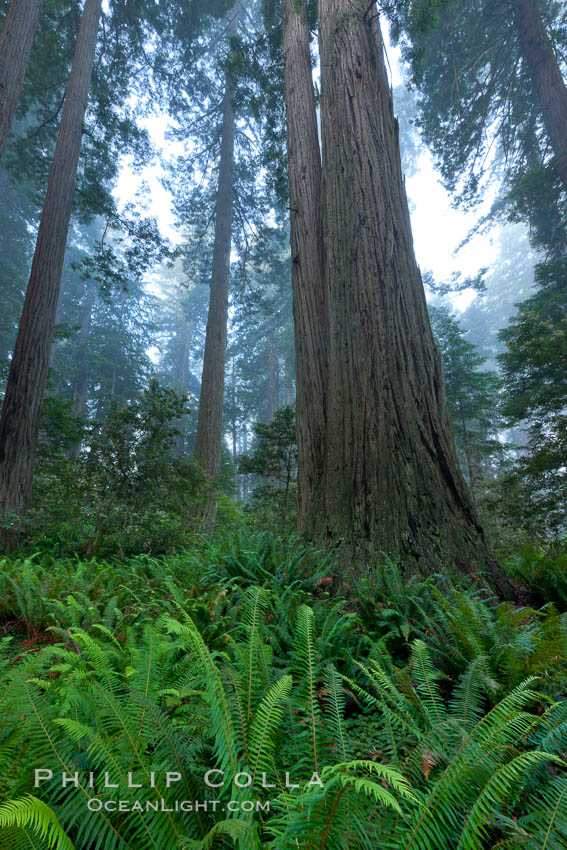 Coast redwood, or simply 'redwood', the tallest tree on Earth, reaching a height of 379' and living 3500 years or more.  It is native to coastal California and the southwestern corner of Oregon within the United States, but most concentrated in Redwood National and State Parks in Northern California, found close to the coast where moisture and soil conditions can support its unique size and growth requirements. Redwood National Park, USA, Sequoia sempervirens, natural history stock photograph, photo id 25839