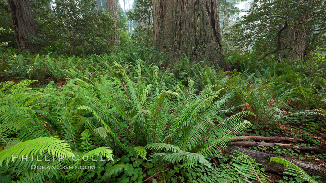 Ferns grow below coastal redwood and Douglas Fir trees, Lady Bird Johnson Grove, Redwood National Park.  The coastal redwood, or simply 'redwood', is the tallest tree on Earth, reaching a height of 379' and living 3500 years or more.  It is native to coastal California and the southwestern corner of Oregon within the United States, but most concentrated in Redwood National and State Parks in Northern California, found close to the coast where moisture and soil conditions can support its unique size and growth requirements. USA, Sequoia sempervirens, natural history stock photograph, photo id 25847