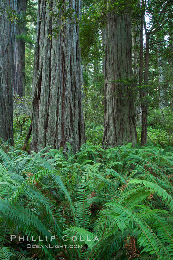 Giant redwood, Lady Bird Johnson Grove, Redwood National Park.  The coastal redwood, or simply 'redwood', is the tallest tree on Earth, reaching a height of 379' and living 3500 years or more.  It is native to coastal California and the southwestern corner of Oregon within the United States, but most concentrated in Redwood National and State Parks in Northern California, found close to the coast where moisture and soil conditions can support its unique size and growth requirements. USA, Sequoia sempervirens, natural history stock photograph, photo id 25833