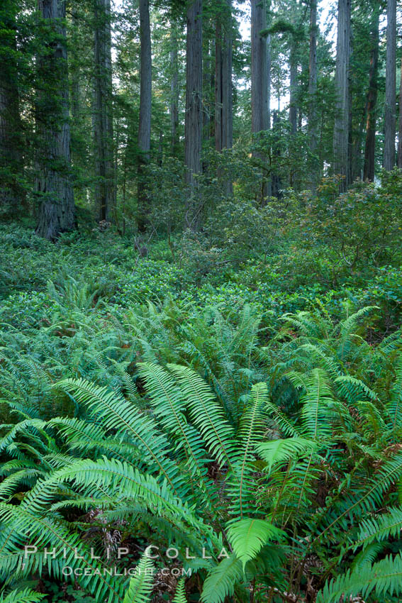 Giant redwood, Lady Bird Johnson Grove, Redwood National Park.  The coastal redwood, or simply 'redwood', is the tallest tree on Earth, reaching a height of 379' and living 3500 years or more.  It is native to coastal California and the southwestern corner of Oregon within the United States, but most concentrated in Redwood National and State Parks in Northern California, found close to the coast where moisture and soil conditions can support its unique size and growth requirements. USA, Sequoia sempervirens, natural history stock photograph, photo id 25841