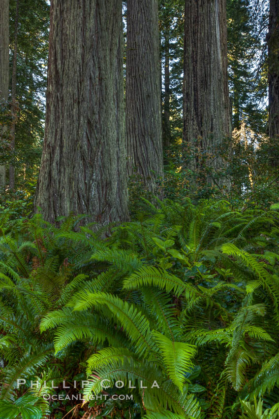 Coast redwood trees in Lady Bird Johnson Grove, Redwood National Park.  The coastal redwood, or simply 'redwood', is the tallest tree on Earth, reaching a height of 379' and living 3500 years or more. California, USA, Sequoia sempervirens, natural history stock photograph, photo id 25849