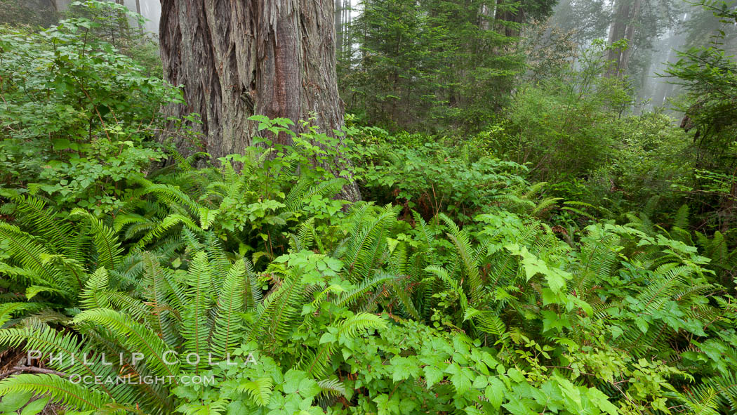 Ferns grow below coastal redwood and Douglas Fir trees, Lady Bird Johnson Grove, Redwood National Park.  The coastal redwood, or simply 'redwood', is the tallest tree on Earth, reaching a height of 379' and living 3500 years or more.  It is native to coastal California and the southwestern corner of Oregon within the United States, but most concentrated in Redwood National and State Parks in Northern California, found close to the coast where moisture and soil conditions can support its unique size and growth requirements. USA, Sequoia sempervirens, natural history stock photograph, photo id 25814