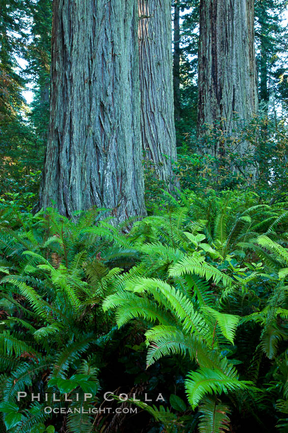 Ferns grow below coastal redwood and Douglas Fir trees, Lady Bird Johnson Grove, Redwood National Park.  The coastal redwood, or simply 'redwood', is the tallest tree on Earth, reaching a height of 379' and living 3500 years or more.  It is native to coastal California and the southwestern corner of Oregon within the United States, but most concentrated in Redwood National and State Parks in Northern California, found close to the coast where moisture and soil conditions can support its unique size and growth requirements. USA, Sequoia sempervirens, natural history stock photograph, photo id 25822