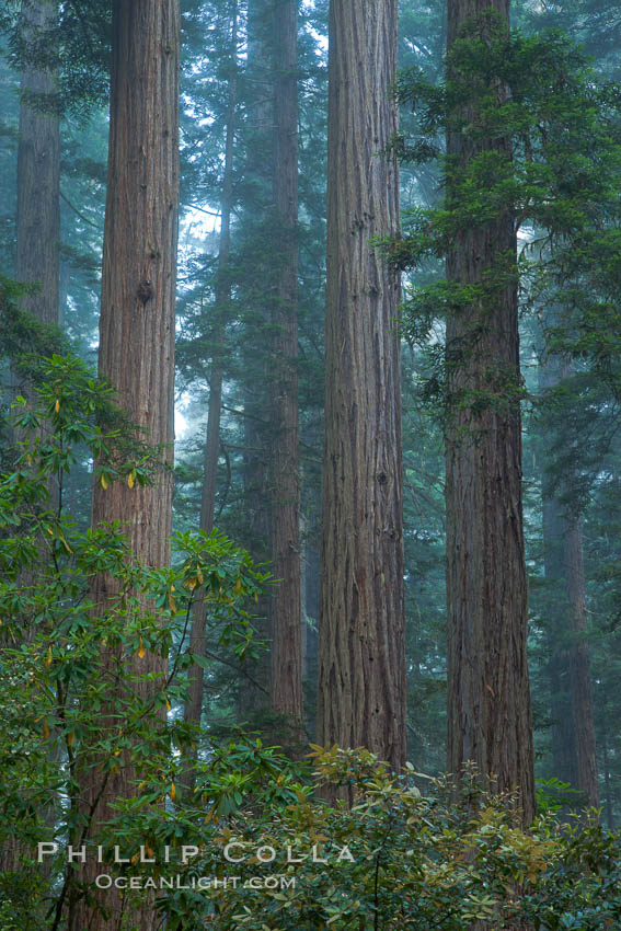 Coast redwood, or simply 'redwood', the tallest tree on Earth, reaching a height of 379' and living 3500 years or more.  It is native to coastal California and the southwestern corner of Oregon within the United States, but most concentrated in Redwood National and State Parks in Northern California, found close to the coast where moisture and soil conditions can support its unique size and growth requirements. Redwood National Park, USA, Sequoia sempervirens, natural history stock photograph, photo id 25826