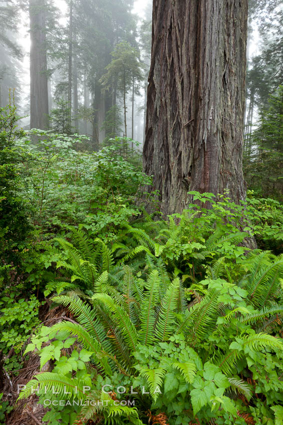 Coast redwood, or simply 'redwood', the tallest tree on Earth, reaching a height of 379' and living 3500 years or more.  It is native to coastal California and the southwestern corner of Oregon within the United States, but most concentrated in Redwood National and State Parks in Northern California, found close to the coast where moisture and soil conditions can support its unique size and growth requirements. Redwood National Park, USA, Sequoia sempervirens, natural history stock photograph, photo id 25830