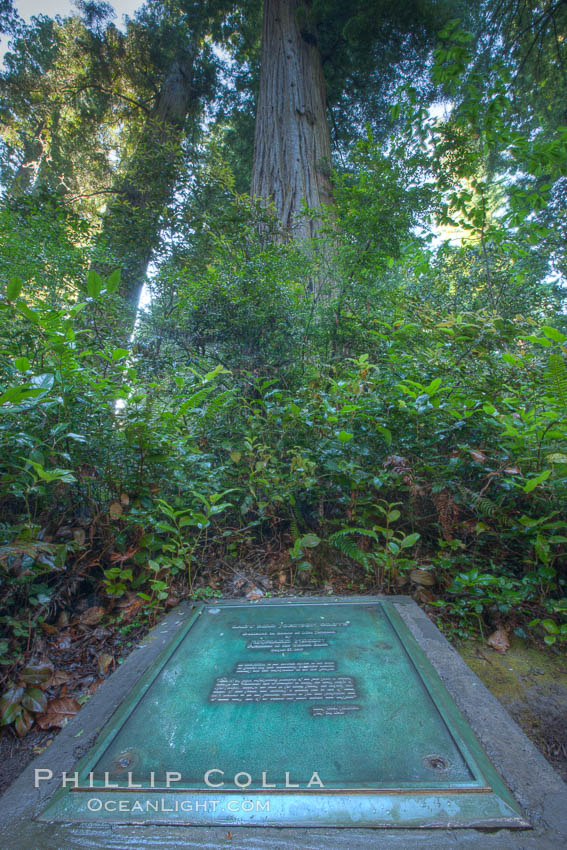 Commemoration plaque in Lady Bird Johnson Grove, marking the place where President Richard Nixon dedicated this coastal redwood grove to Lady Bird Johnson, an environmental activist and former first lady. Redwood National Park, California, USA, Sequoia sempervirens, natural history stock photograph, photo id 25808