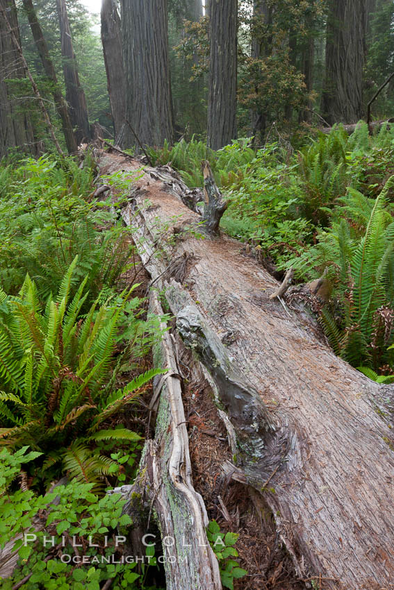 Fallen coast redwood tree.  This tree will slowly decompose, providing a substrate and nutrition for new plants to grow and structure for small animals to use.  Nurse log. Redwood National Park, California, USA, Sequoia sempervirens, natural history stock photograph, photo id 25820