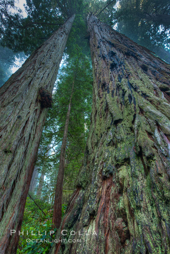 Giant redwood, Lady Bird Johnson Grove, Redwood National Park.  The coastal redwood, or simply 'redwood', is the tallest tree on Earth, reaching a height of 379' and living 3500 years or more.  It is native to coastal California and the southwestern corner of Oregon within the United States, but most concentrated in Redwood National and State Parks in Northern California, found close to the coast where moisture and soil conditions can support its unique size and growth requirements. USA, Sequoia sempervirens, natural history stock photograph, photo id 25832