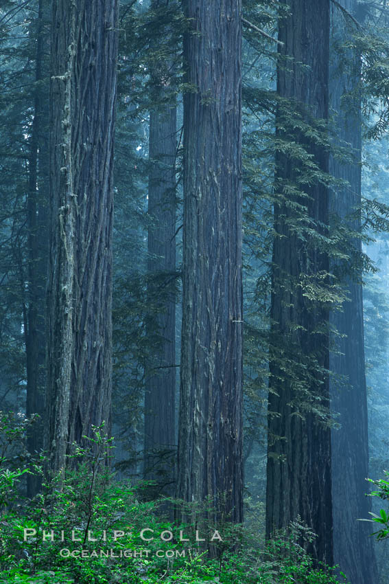 Giant redwood, Lady Bird Johnson Grove, Redwood National Park.  The coastal redwood, or simply 'redwood', is the tallest tree on Earth, reaching a height of 379' and living 3500 years or more.  It is native to coastal California and the southwestern corner of Oregon within the United States, but most concentrated in Redwood National and State Parks in Northern California, found close to the coast where moisture and soil conditions can support its unique size and growth requirements. USA, Sequoia sempervirens, natural history stock photograph, photo id 25809