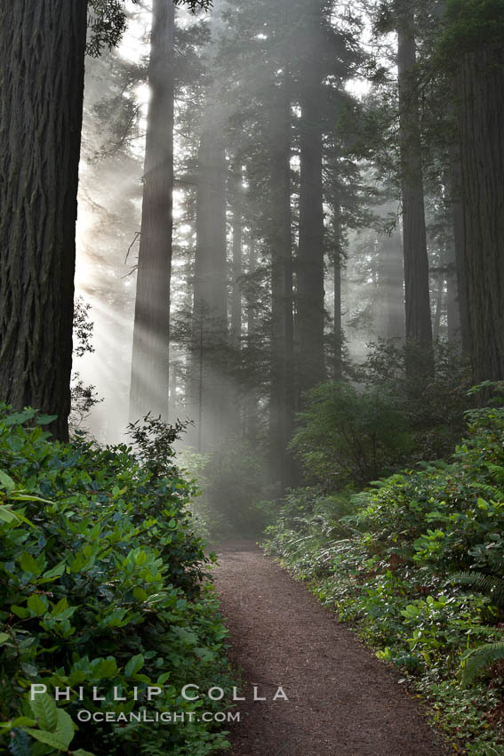 Shaded path through a forest of giant redwood trees, Lady Bird Johnson Grove, Redwood National Park.  The coastal redwood, or simply 'redwood', is the tallest tree on Earth, reaching a height of 379' and living 3500 years or more.  It is native to coastal California and the southwestern corner of Oregon within the United States, but most concentrated in Redwood National and State Parks in Northern California, found close to the coast where moisture and soil conditions can support its unique size and growth requirements. USA, Sequoia sempervirens, natural history stock photograph, photo id 25813