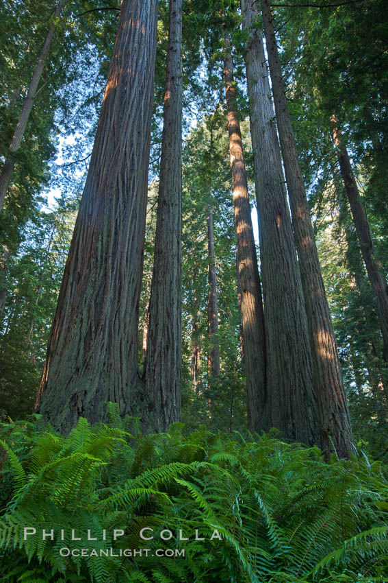 Coast redwood, or simply 'redwood', the tallest tree on Earth, reaching a height of 379' and living 3500 years or more.  It is native to coastal California and the southwestern corner of Oregon within the United States, but most concentrated in Redwood National and State Parks in Northern California, found close to the coast where moisture and soil conditions can support its unique size and growth requirements. Redwood National Park, USA, Sequoia sempervirens, natural history stock photograph, photo id 25817