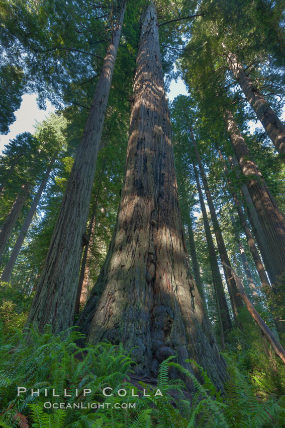 Coast redwood trees in Lady Bird Johnson Grove, Redwood National Park.  The coastal redwood, or simply 'redwood', is the tallest tree on Earth, reaching a height of 379' and living 3500 years or more. California, USA, Sequoia sempervirens, natural history stock photograph, photo id 25829