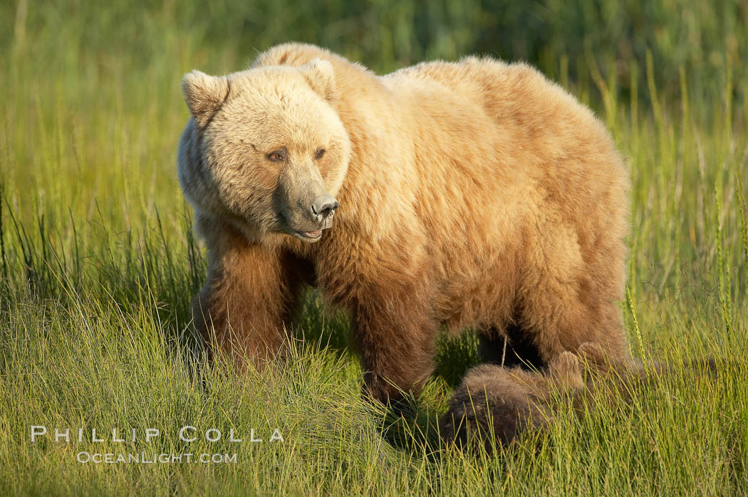 Brown bear female sow in sedge meadow, with her three spring cubs hidden by the deep grass next to her.  These cubs were born earlier in the spring and will remain with their mother for almost two years, relying on her completely for their survival. Lake Clark National Park, Alaska, USA, Ursus arctos, natural history stock photograph, photo id 19186