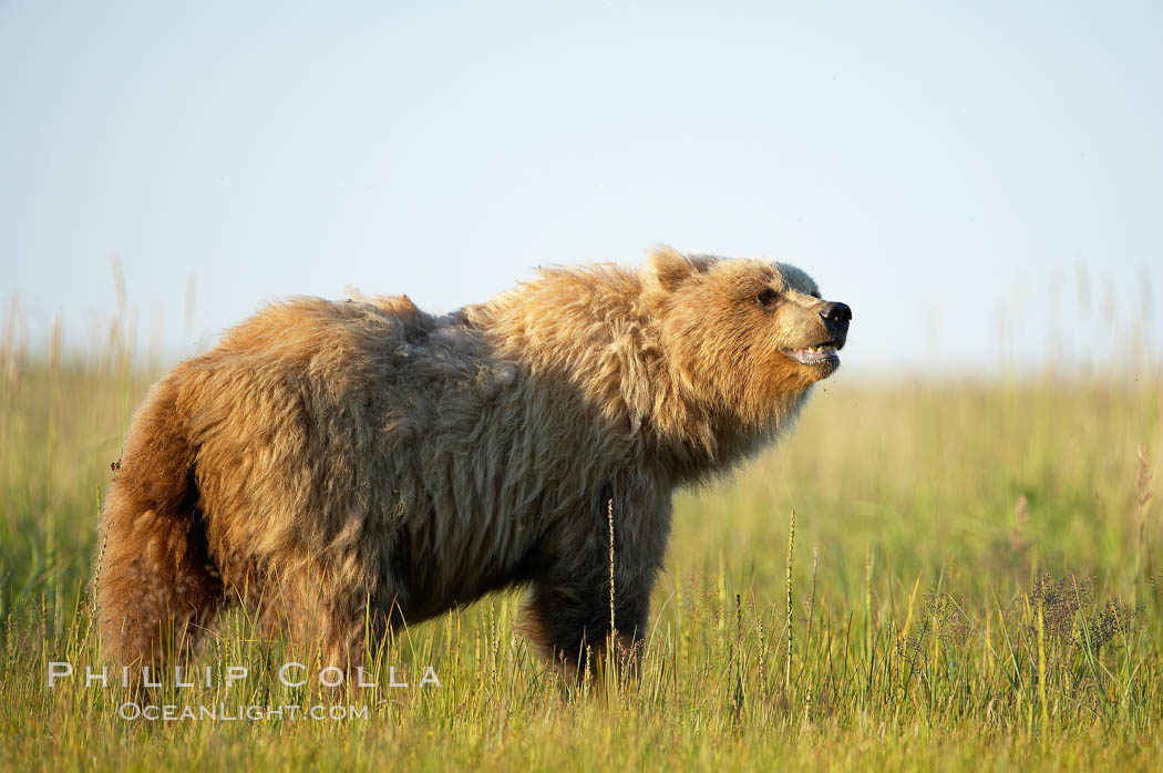 Young coastal brown bear in sedge grass meadow. Lake Clark National Park, Alaska, USA, Ursus arctos, natural history stock photograph, photo id 19194