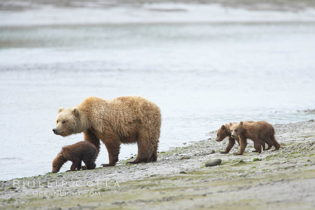 Brown bear female sow with spring cubs.  These three cubs were born earlier in the spring and will remain with their mother for almost two years, relying on her completely for their survival. Lake Clark National Park, Alaska, USA, Ursus arctos, natural history stock photograph, photo id 19206