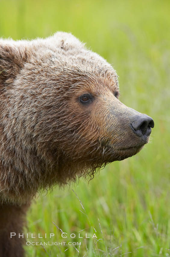 Brown bear head profile. Lake Clark National Park, Alaska, USA, Ursus arctos, natural history stock photograph, photo id 19184