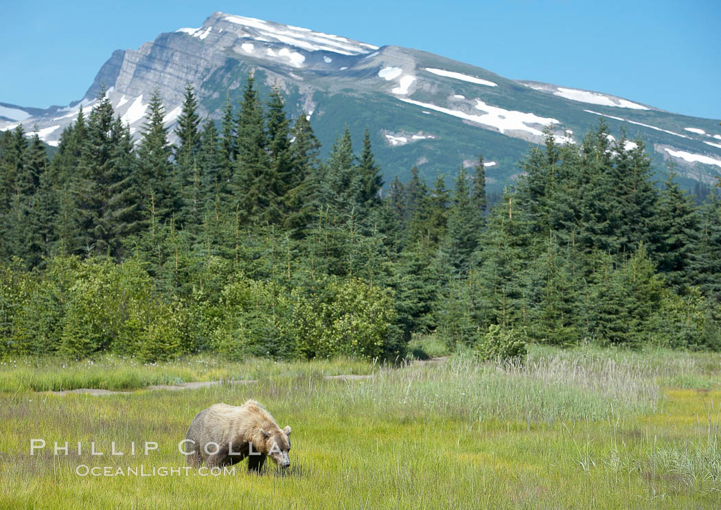 Coastal brown bear in meadow.  The tall sedge grasses in this coastal meadow are a food source for brown bears, who may eat 30 lbs of it each day during summer while waiting for their preferred food, salmon, to arrive in the nearby rivers. Lake Clark National Park, Alaska, USA, Ursus arctos, natural history stock photograph, photo id 19188