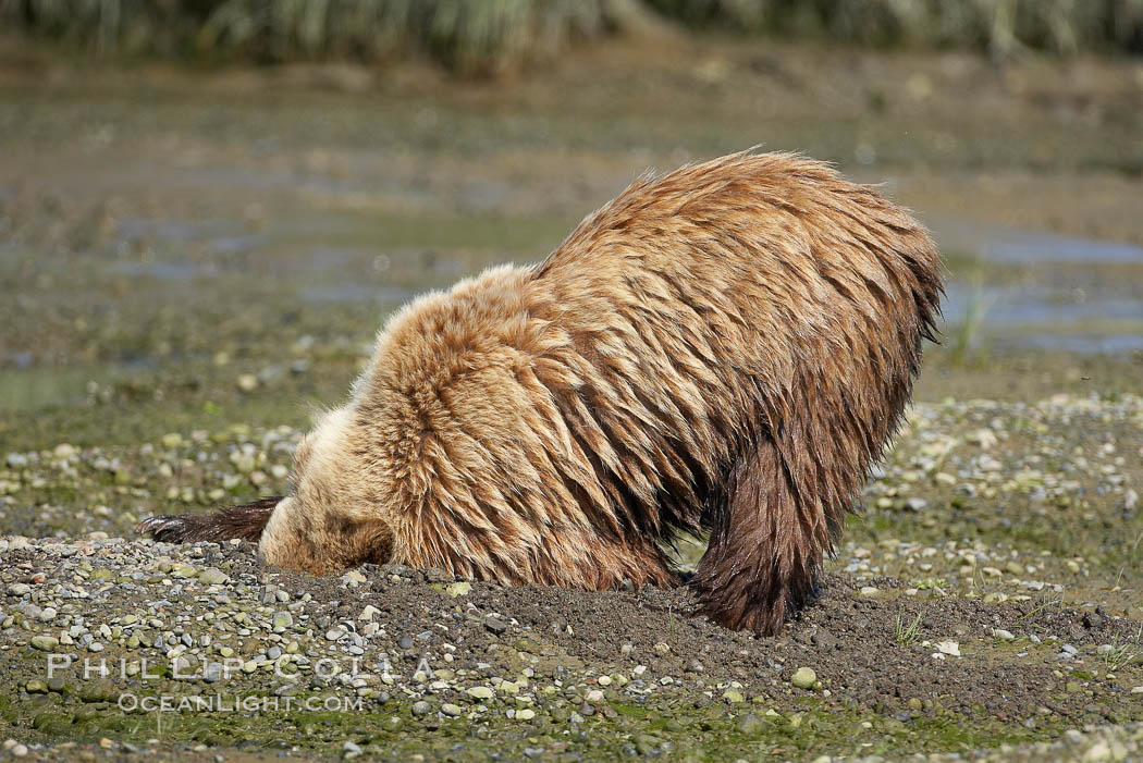 Brown bear digs in a nearly dry river bed for remains of salmon. Lake Clark National Park, Alaska, USA, Ursus arctos, natural history stock photograph, photo id 19192