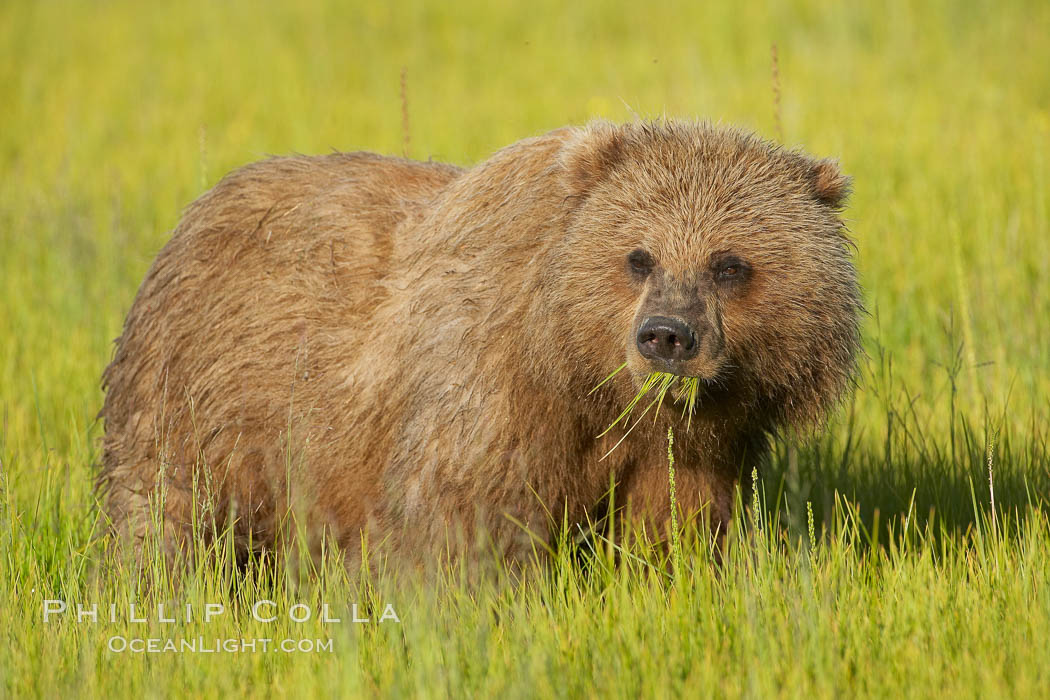 Young brown bear grazes in tall sedge grass.  Brown bears can consume 30 lbs of sedge grass daily, waiting weeks until spawning salmon fill the rivers. Lake Clark National Park, Alaska, USA, Ursus arctos, natural history stock photograph, photo id 19196