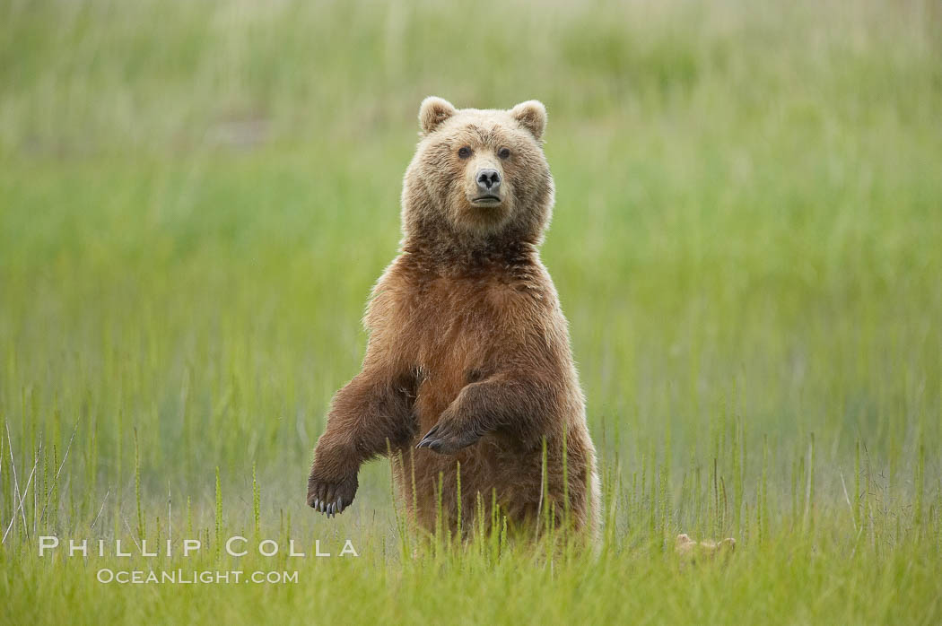 A brown bear mother (sow) stands in tall sedge grass to look for other approaching bears that may be a threat to her cubs. Lake Clark National Park, Alaska, USA, Ursus arctos, natural history stock photograph, photo id 19204