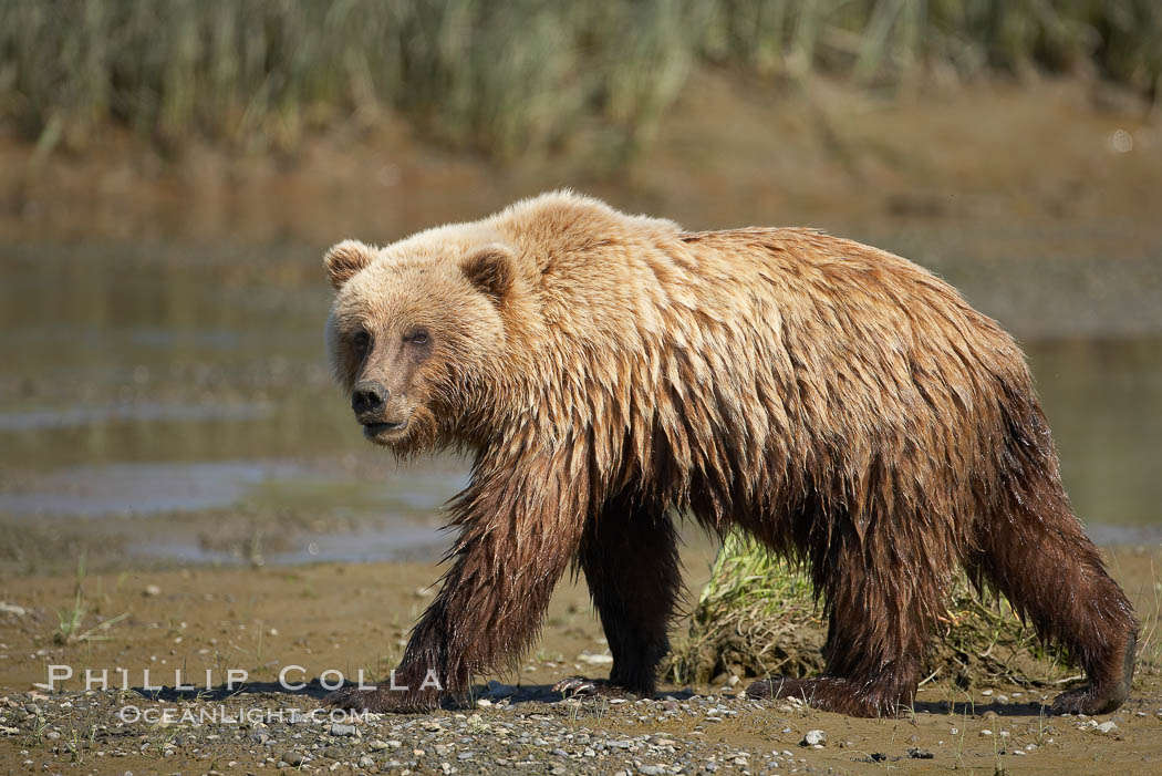 Coastal brown bear walks in Silver Salmon Creek. Lake Clark National Park, Alaska, USA, Ursus arctos, natural history stock photograph, photo id 19191