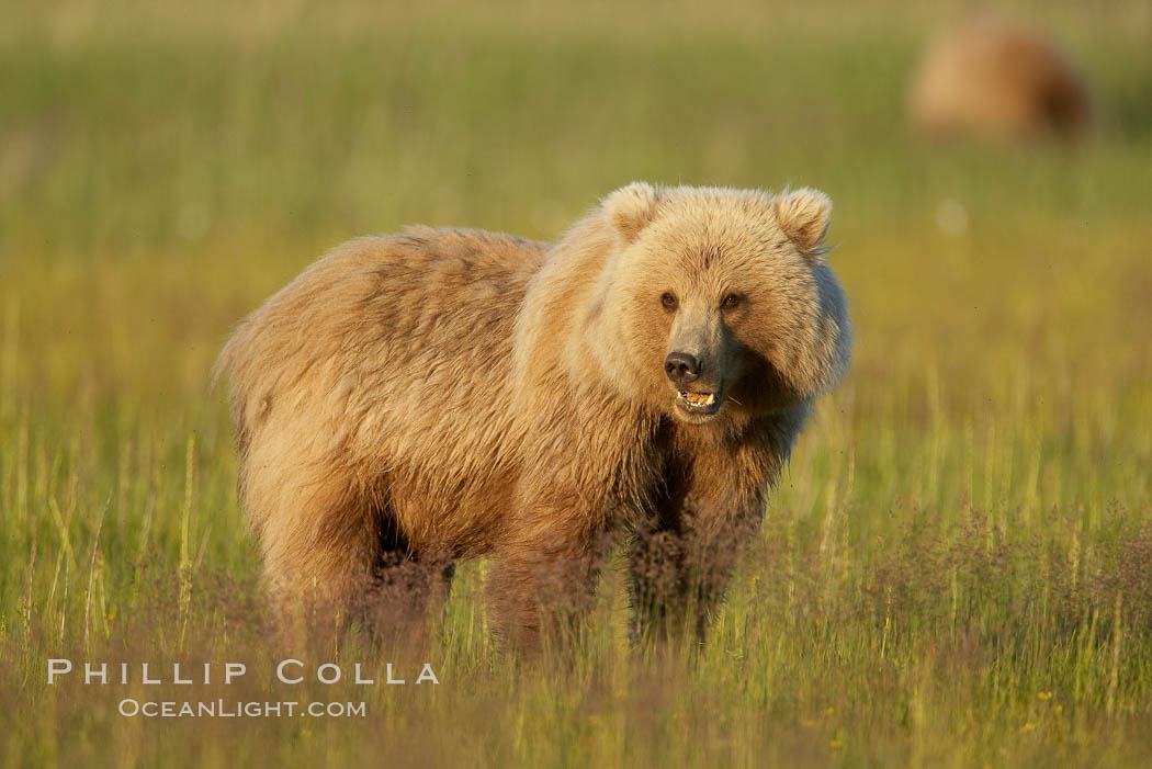 Juvenile coastal brown bear (grizzly bear) in sedge grass near Johnson River. Lake Clark National Park, Alaska, USA, Ursus arctos, natural history stock photograph, photo id 19195