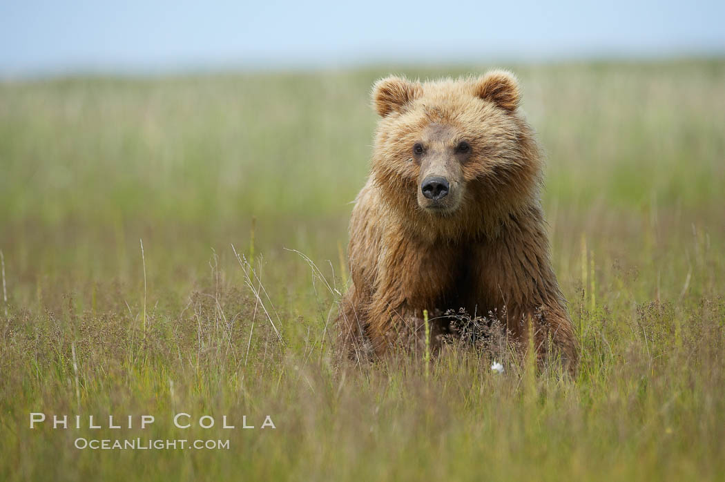 Coastal brown bear cub, one and a half years old, near Johnson River.  This cub will remain with its mother for about another six months, and will be on its own next year. Lake Clark National Park, Alaska, USA, Ursus arctos, natural history stock photograph, photo id 19199