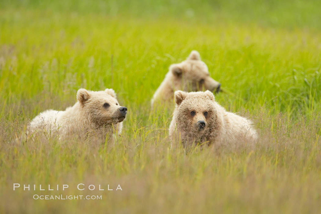 Brown bear cubs.  These cubs are one and a half years old and have yet to leave their mother.  They will be on their own and have to fend for themselves next summer. Lake Clark National Park, Alaska, USA, Ursus arctos, natural history stock photograph, photo id 19203