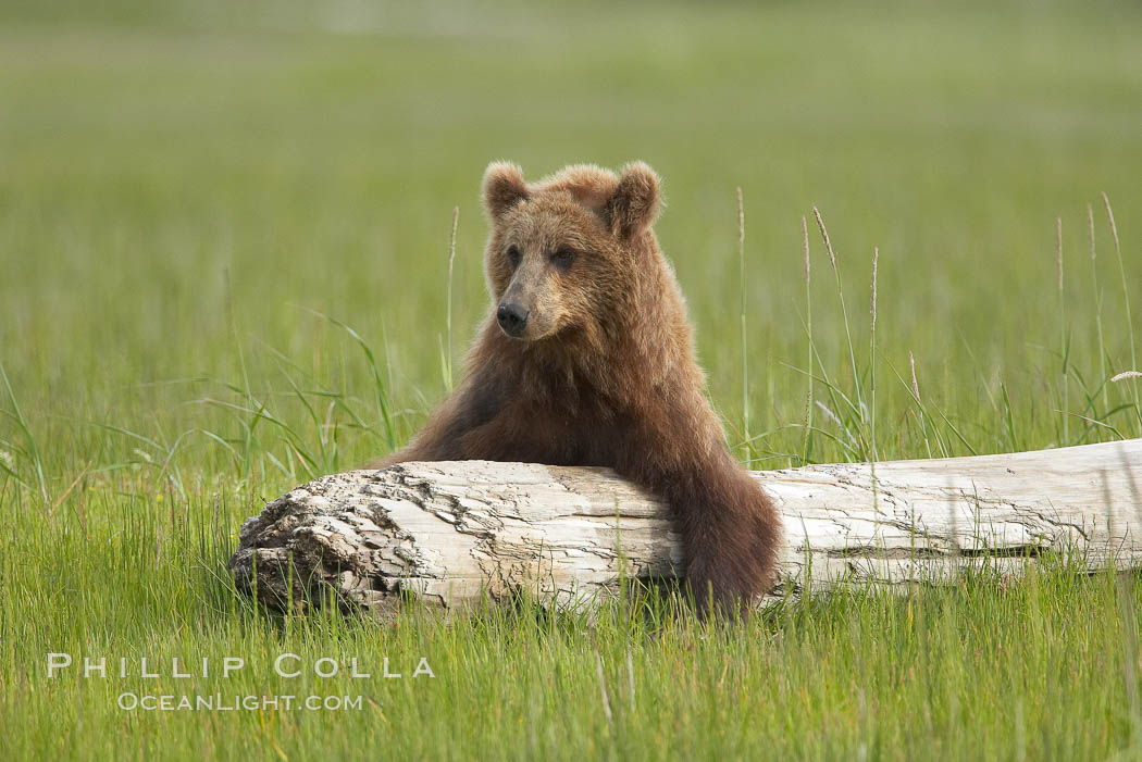 Lazy brown bear rests on a log. Lake Clark National Park, Alaska, USA, Ursus arctos, natural history stock photograph, photo id 19201