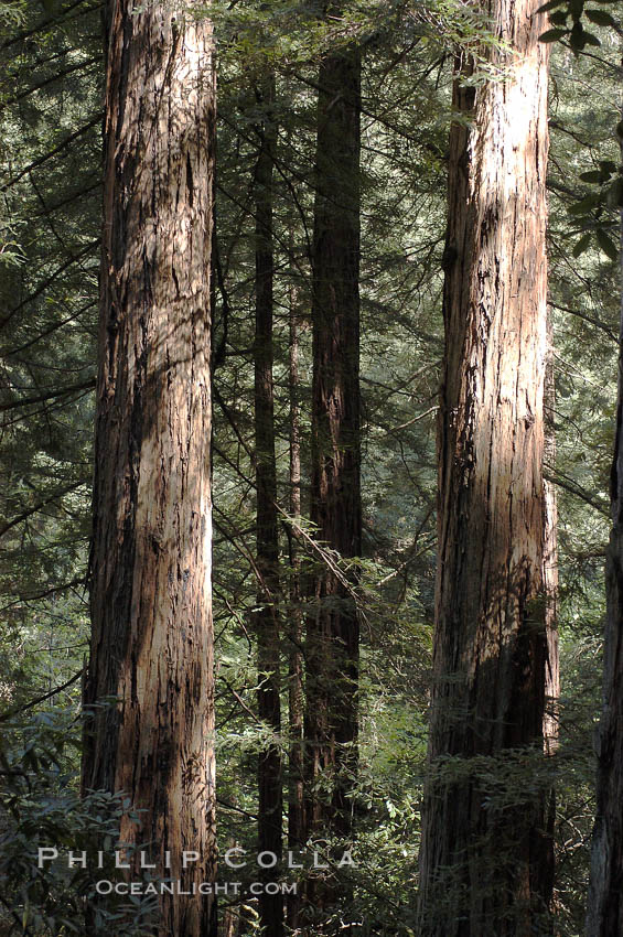 Coastal redwoods and Douglas firs dominate the Muir Woods National Monument north of San Francisco.  Coast redwoods are the worlds tallest living species and second-most massive tree (after the giant Sequoia), reaching 370 ft in height and 22 ft in diameter.  Muir Woods National Monument, Golden Gate National Recreation Area, north of San Francisco. California, USA, Pseudotsuga menziesii, Sequoia sempervirens, natural history stock photograph, photo id 09082