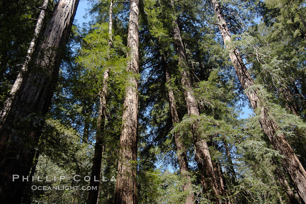 Coastal redwoods and Douglas firs dominate the Muir Woods National Monument north of San Francisco.  Coast redwoods are the worlds tallest living species and second-most massive tree (after the giant Sequoia), reaching 370 ft in height and 22 ft in diameter.  Muir Woods National Monument, Golden Gate National Recreation Area, north of San Francisco. California, USA, Pseudotsuga menziesii, Sequoia sempervirens, natural history stock photograph, photo id 09076