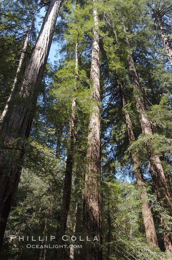 Coastal redwoods and Douglas firs dominate the Muir Woods National Monument north of San Francisco.  Coast redwoods are the worlds tallest living species and second-most massive tree (after the giant Sequoia), reaching 370 ft in height and 22 ft in diameter.  Muir Woods National Monument, Golden Gate National Recreation Area, north of San Francisco. California, USA, Pseudotsuga menziesii, Sequoia sempervirens, natural history stock photograph, photo id 09080