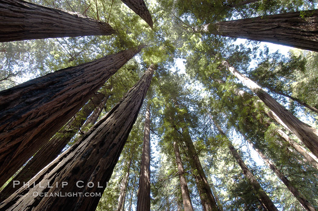 Coastal redwoods and Douglas firs dominate the Muir Woods National Monument north of San Francisco.  Coast redwoods are the worlds tallest living species and second-most massive tree (after the giant Sequoia), reaching 370 ft in height and 22 ft in diameter.  Muir Woods National Monument, Golden Gate National Recreation Area, north of San Francisco. California, USA, Pseudotsuga menziesii, Sequoia sempervirens, natural history stock photograph, photo id 09075