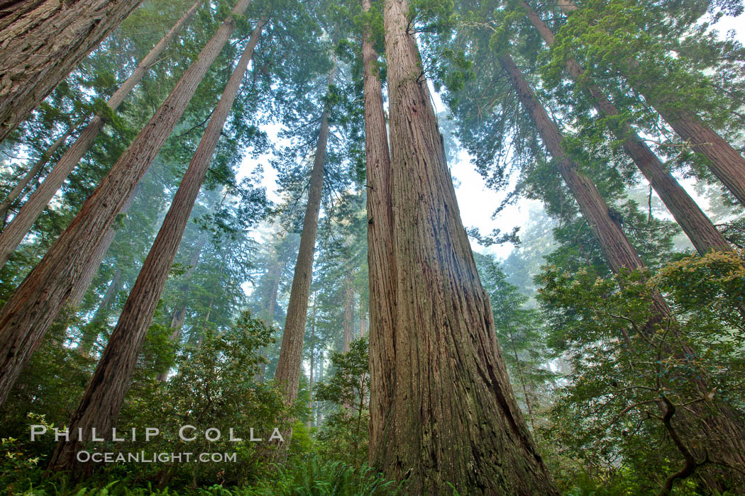 Giant redwood, Lady Bird Johnson Grove, Redwood National Park. The coastal redwood, or simply 'redwood', is the tallest tree on Earth, reaching a height of 379' and living 3500 years or more. It is native to coastal California and the southwestern corner of Oregon within the United States, but most concentrated in Redwood National and State Parks in Northern California, found close to the coast where moisture and soil conditions can support its unique size and growth requirements. USA, Sequoia sempervirens, natural history stock photograph, photo id 26391