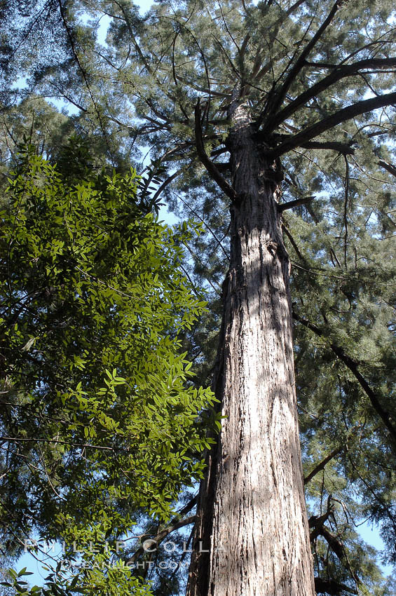 Coastal redwoods and Douglas firs dominate the Muir Woods National Monument north of San Francisco.  Coast redwoods are the worlds tallest living species and second-most massive tree (after the giant Sequoia), reaching 370 ft in height and 22 ft in diameter.  Muir Woods National Monument, Golden Gate National Recreation Area, north of San Francisco. California, USA, Pseudotsuga menziesii, Sequoia sempervirens, natural history stock photograph, photo id 09077