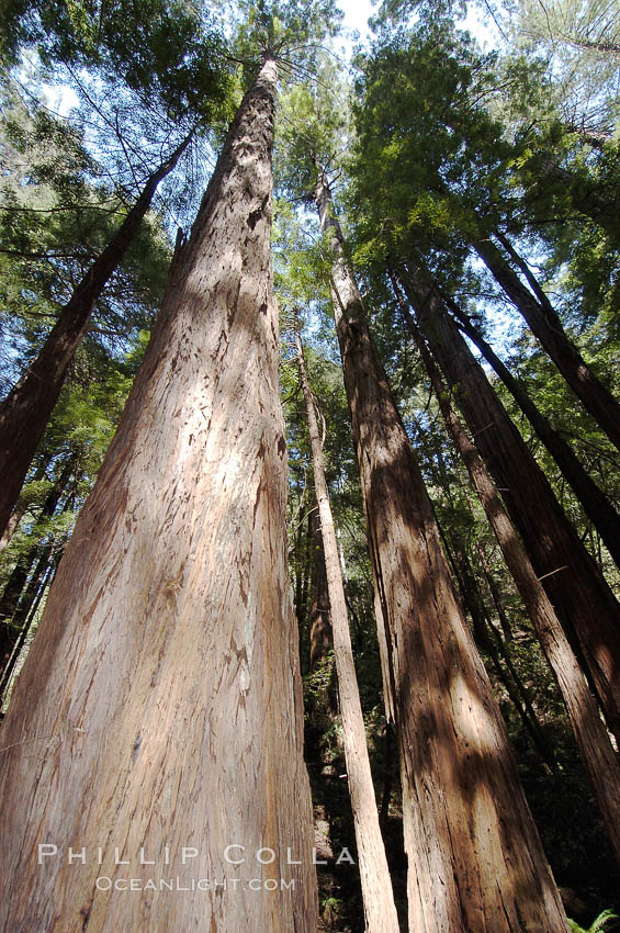 Coastal redwoods and Douglas firs dominate the Muir Woods National Monument north of San Francisco.  Coast redwoods are the worlds tallest living species and second-most massive tree (after the giant Sequoia), reaching 370 ft in height and 22 ft in diameter.  Muir Woods National Monument, Golden Gate National Recreation Area, north of San Francisco. California, USA, Pseudotsuga menziesii, Sequoia sempervirens, natural history stock photograph, photo id 09081