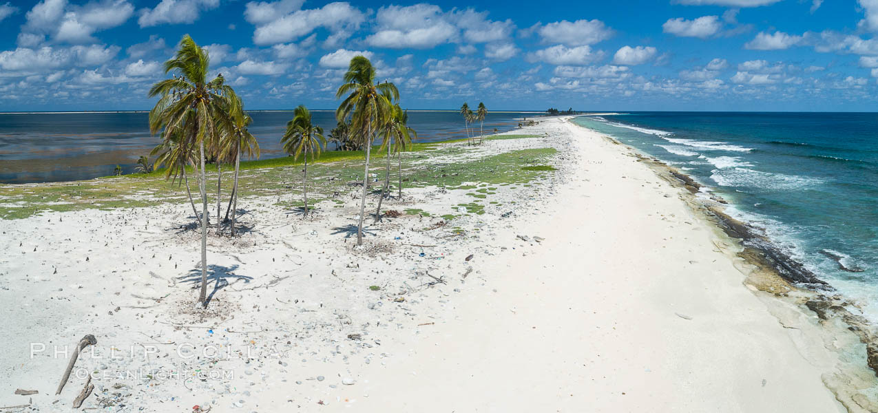 Coconut palm trees on Clipperton Island, aerial photo. Clipperton Island is a spectacular coral atoll in the eastern Pacific. By permit HC / 1485 / CAB (France)., natural history stock photograph, photo id 32862