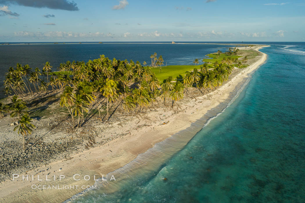 Coconut palm trees on Clipperton Island, aerial photo. Clipperton Island is a spectacular coral atoll in the eastern Pacific. By permit HC / 1485 / CAB (France)., natural history stock photograph, photo id 32845